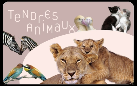 Tendres animaux couv