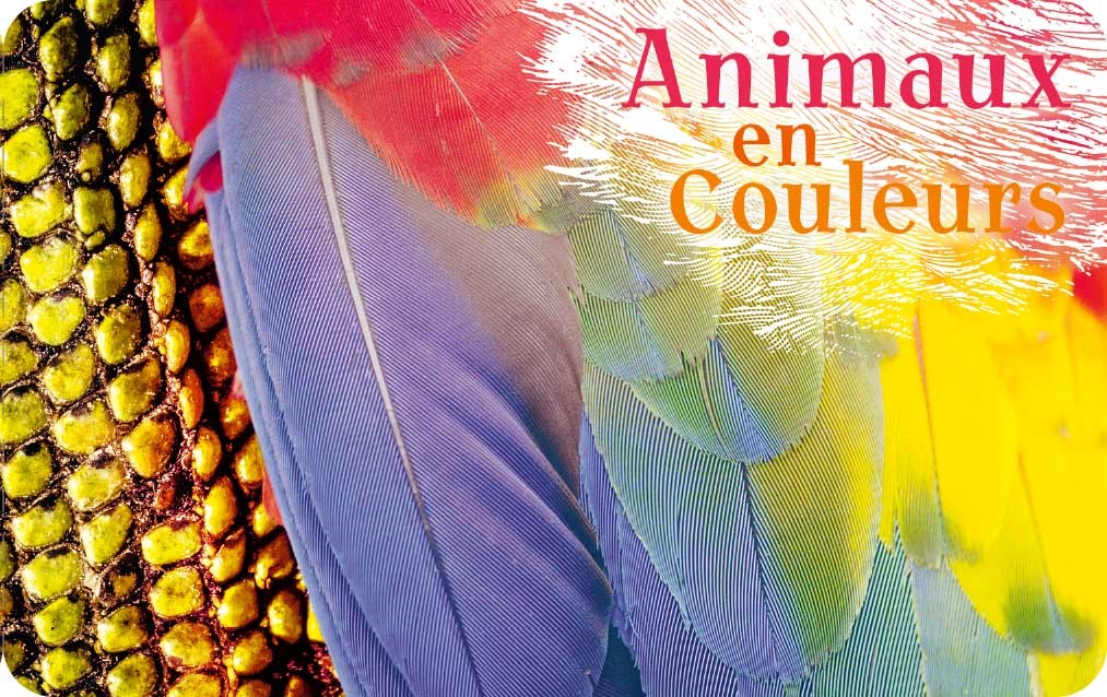 ANIMAUX EN COULEURS