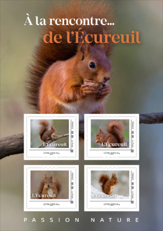 collector ecureuil edt
